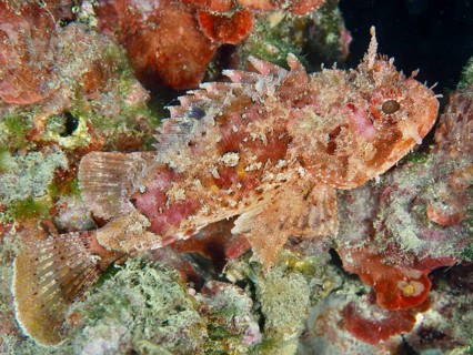 A small scorpionfish (Scorpaena notata) in camouflage colours rests between corals. Dive site House