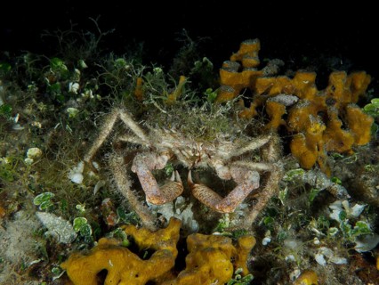 Camouflaged crab, little spider crab (Maja crispata), among algae and sponges, golden sponge
