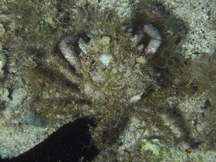 A well camouflaged crab, little spider crab (Maja crispata), with algae and sand on the seabed.