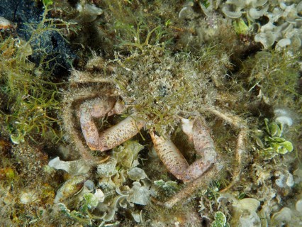 Well camouflaged spider crab, little spider crab (Maja crispata), in a marine environment. Dive