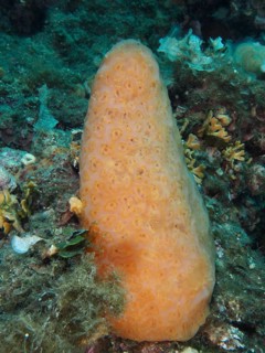 Large cone-shaped sea squirt (Aplidium conicum) in a marine habitat. Dive site Muzil, Stoja, Pula,