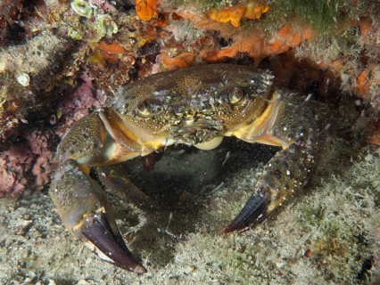 Warty Crab (Eriphia verrucosa) hides between rocks and algae in the sea. Dive site House Reef,
