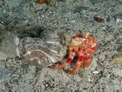 Red Hermit Crab (Dardanus calidus) moving over sandy seabed. Dive site House Reef, Stoja, Pula,