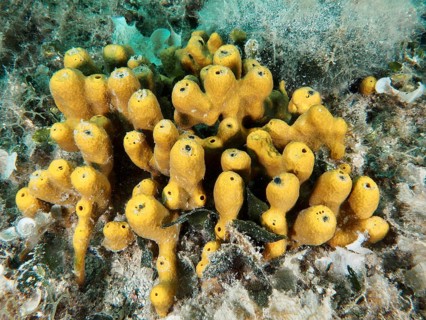 A collection of yellow sponges with tubular structures, golden sponge (Aplysina aerophoba),