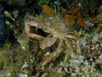 Spider crab, little spider crab (Maja crispata), camouflages itself with algae in the sea. Dive