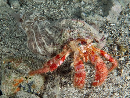 Red Hermit Crab (Dardanus calidus) crawling over sandy surface. Dive site House Reef, Stoja, Pula,