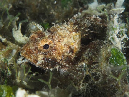 Hidden fish, Black scorpionfish (Scorpaena porcus), in the dense algae growth on the seabed,
