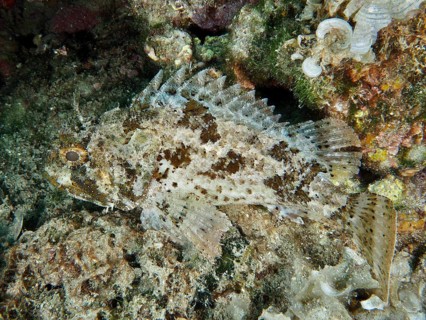 Well camouflaged fish, Black scorpionfish (Scorpaena porcus), on an algae-covered seabed. Dive site