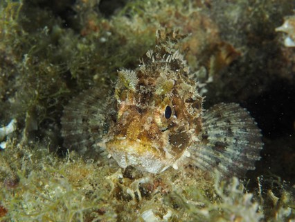 Camouflaged fish, Black scorpionfish (Scorpaena porcus), on the seabed between algae and rocks in a