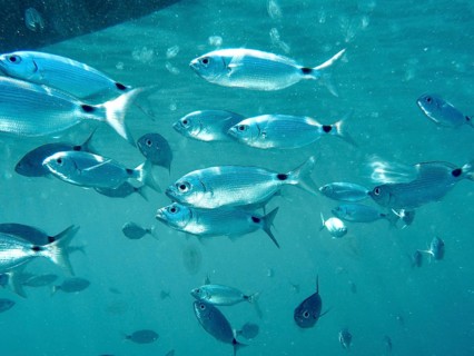 Shoal of sea bream (Oblada melanura) and sea walnuts in blue water under the sea surface. Dive site