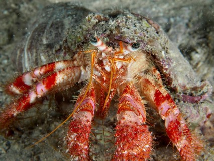 Detailed close-up of Red Hermit Crab (Dardanus calidus) on seabed. Dive site House Reef, Stoja,