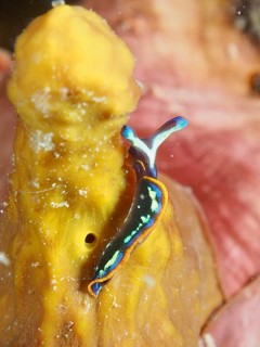 Colourful nudibranch, Hopes Elysia, sapsucker (Thuridilla hopei), on a yellow golden sponge