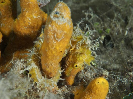 A small seahorse, Long-snouted seahorse (Hippocampus guttulatus), hides with orange golden sponge