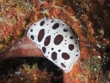 A white spotted sea snail, leopard snail (Discodoris atromaculata), on a sea sponge. Dive site