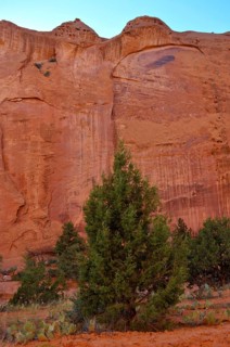 A green tree stands in front of tall red rocks, the vegetation accentuates the barren desert