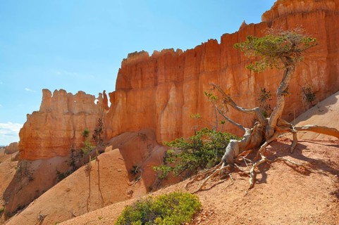 Distinctive red rocks and a twisted tree under clear skies, Bryce Canyon National Park, Utah, USA