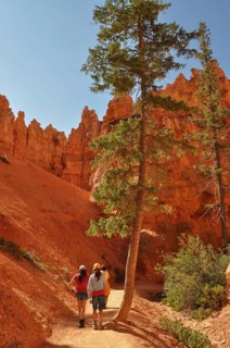 Hiker on a trail along the red rocks of Bryce Canyon under blue skies, Bryce Canyon National Park,