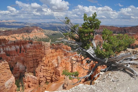 Scenic landscape with red rocks and a poor tree under a cloudy sky, Bryce Canyon National Park,