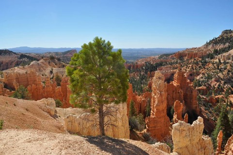 Single tree standing in front of an impressive rocky backdrop in a canyon landscape, Bryce Canyon