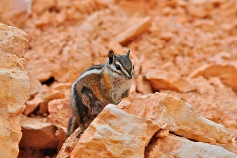 A chipmunk, Uinta chipmunk (Tamias umbrinus), sits vigilantly on an orange-coloured rock, Bryce