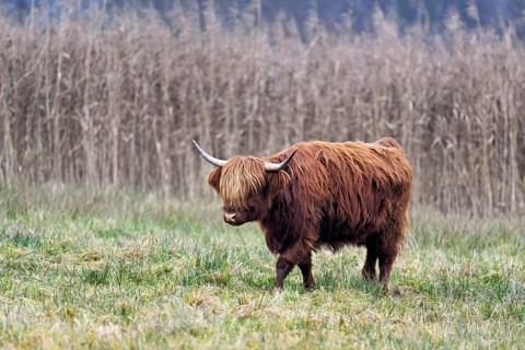 Highland cattle (Bos taurus), adult animal standing in a meadow, Reussspitz nature reserve,