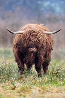 Highland cattle (Bos taurus), adult animal standing in a meadow, Reussspitz nature reserve,