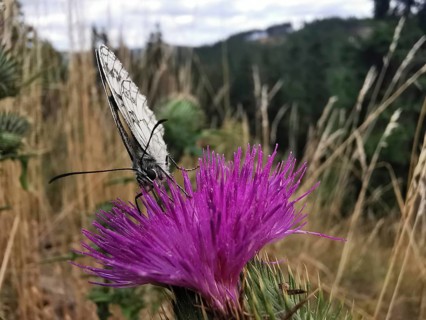 Close-up, A white checkerspot butterfly (melanargia galathea) on a purple thistle flower (carduus)