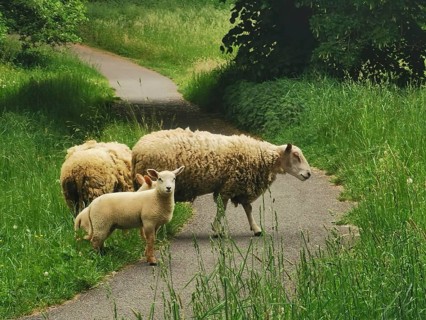 Sheep (ovis) and lambs on a path in a green, peaceful meadow landscape, lamb looks curiously into