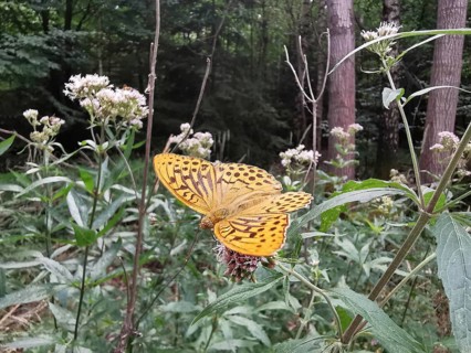 An Emperor Cloak (Argynnis paphia) resting on a wildflower in the forest, Franconian Forest nature