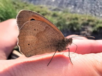 A Meadow Brown (maniola jurtina) sitting on a hand, close-up of the wing structure, Franconian
