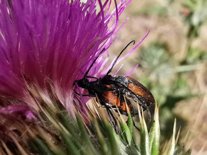 Two black-orange red-necked rams (stictoleptura rubra) mating on a purple thistle flower (carduus),