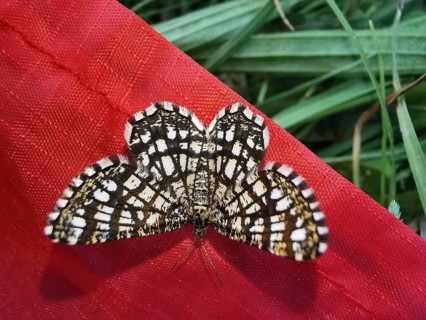 Close-up of lattice moth (Chiasmia clathrata) spreading its wings on a red background, Franconian