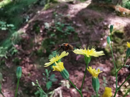 A caterpillar fly (Tachinidae) sitting on a yellow menzelia (mentzelia laevicaulis) in a wooded