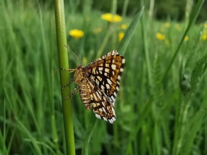Close-up of lattice moth (Chiasmia clathrata) sitting on a blade of grass in front of a flowering
