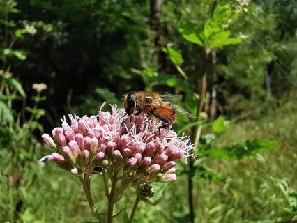 Caterpillar fly (tachinidae) on a pink water azalea plant (Eupatorium cannabinum) in a green
