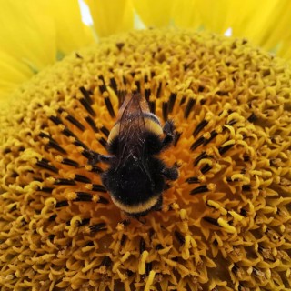 Close-up, A bumblebee (bombus) sits on the centre of a yellow sunflower blossom (Helianthus