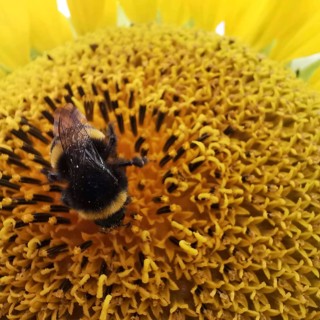 Close-up, A bumblebee (bombus) resting on a yellow sunflower blossom (Helianthus annuus),