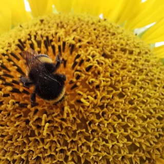 Close-up, A bumblebee on a large yellow sunflower blossom (Helianthus annuus), Franconian Forest