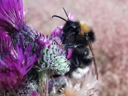 Close-up of a bumblebee (bombus) sitting on a purple thistle flower (carduus), Franconian Forest