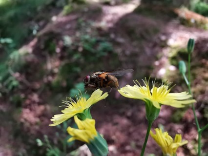 Close-up of a caterpillar fly (Tachinidae) sitting on a yellow menzelia (mentzelia laevicaulis) in