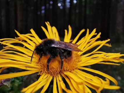 Violet carpenter bee (Xylocopa violacea) sitting on a yellow flower in the forest, macro photograph