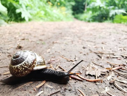 Close-up of a Cornu aspersum (cornu aspersum) on an earthy forest path in damp weather in a natural