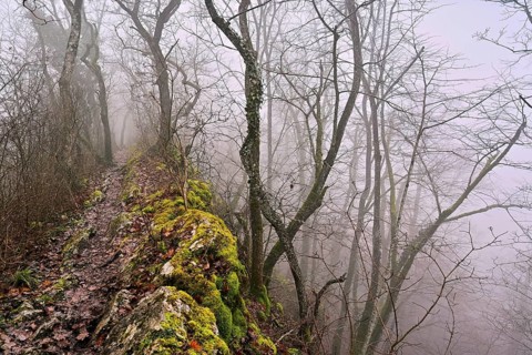Trees surrounded by moss-covered, distinctive limestone formation, Lägerngrat, Baden, Canton
