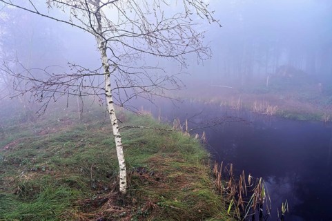 Bog birch (Betula pubescens), in the Ballmoos forest reserve, raised bog in the fog, Lieliwald,