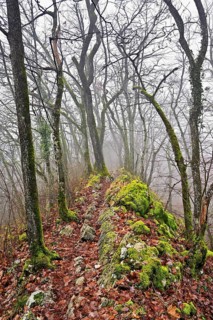 Trees surrounded by moss-covered, distinctive limestone formation, Lägerngrat, Baden, Canton