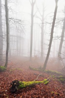 Moss-covered deadwood in foggy forest, Lägerngrat, Baden, Canton of Aargau, Switzerland