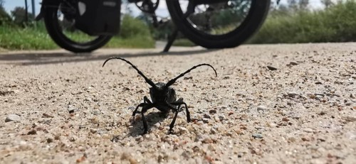 Close-up of a longhorn beetle (Cerambycidae) on a gravelled path with a bicycle in the background,