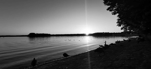 A black and white image of Lake Tegel at sunset with geese (anser) on the shore, Berlin