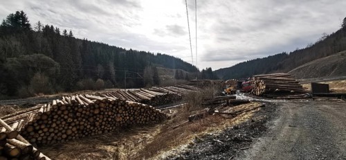 Tree trunks of spruce (picea) destroyed by the bark beetle (scolytinae) stacked for transport along