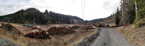 Tree trunks of spruce (picea) destroyed by the bark beetle (scolytinae) stacked for transport along
